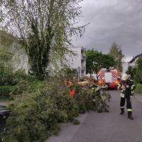 Baum auf Fahrbahn